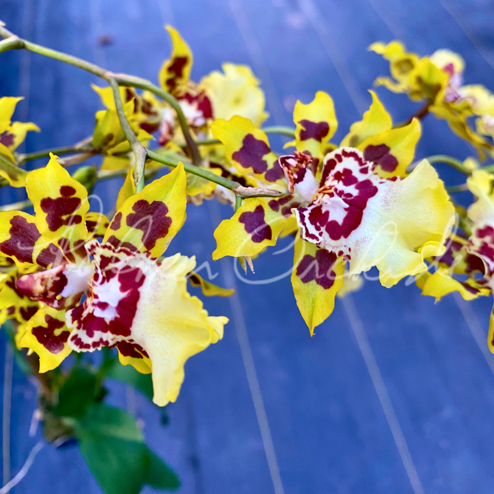   orchid variant H3906 トリオ！ Teleflora's Imperial Purple Orchid (T98-1A) - by Soukal Floral Co